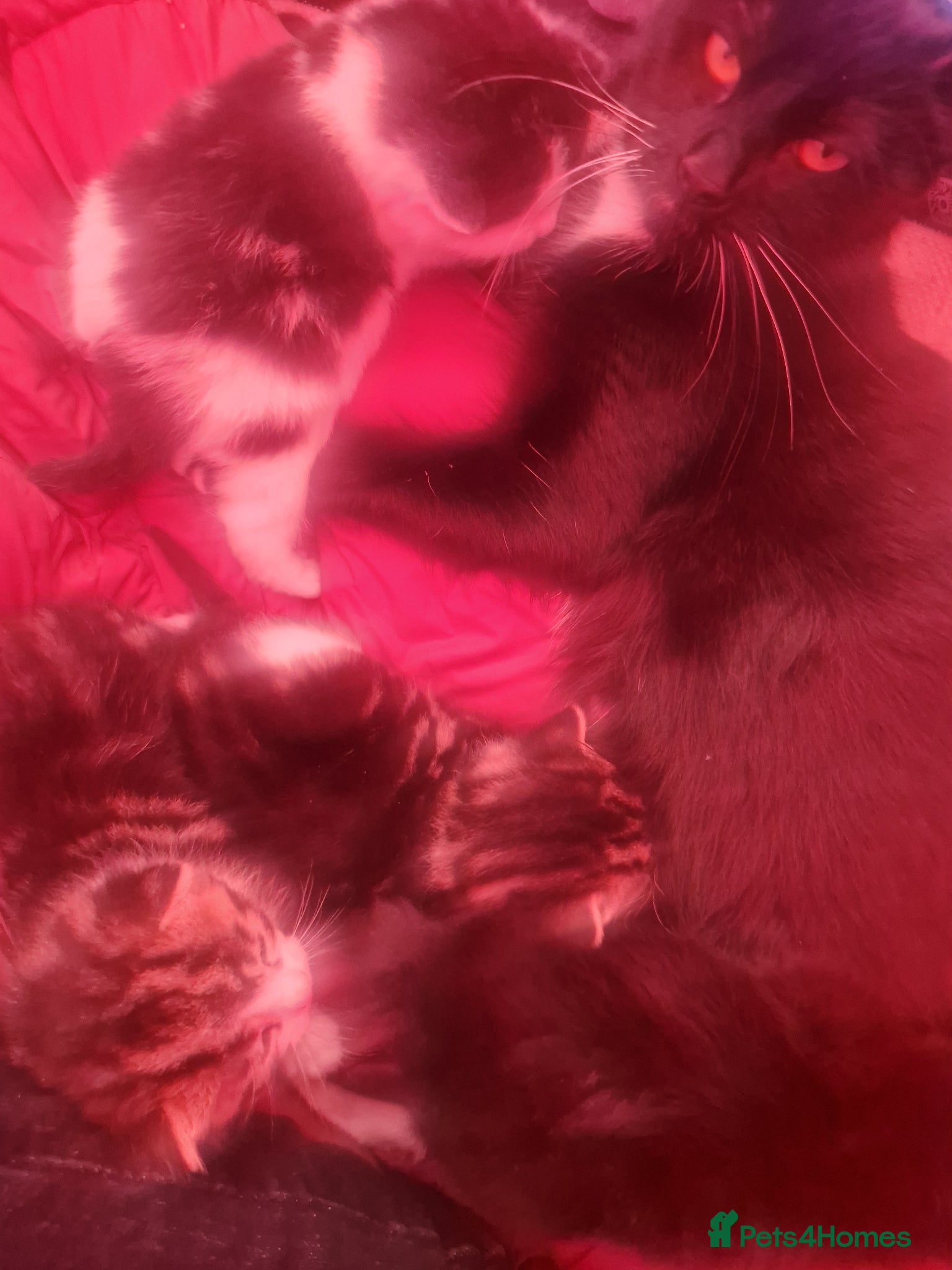 British Shorthair cats 4 beautiful kittens are ready for new home🏡  - Advert 1