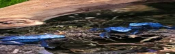 Frog reptiles for sale: Dendrobates tinctorius Azules Dart Frog Tadpoles - Advert 7