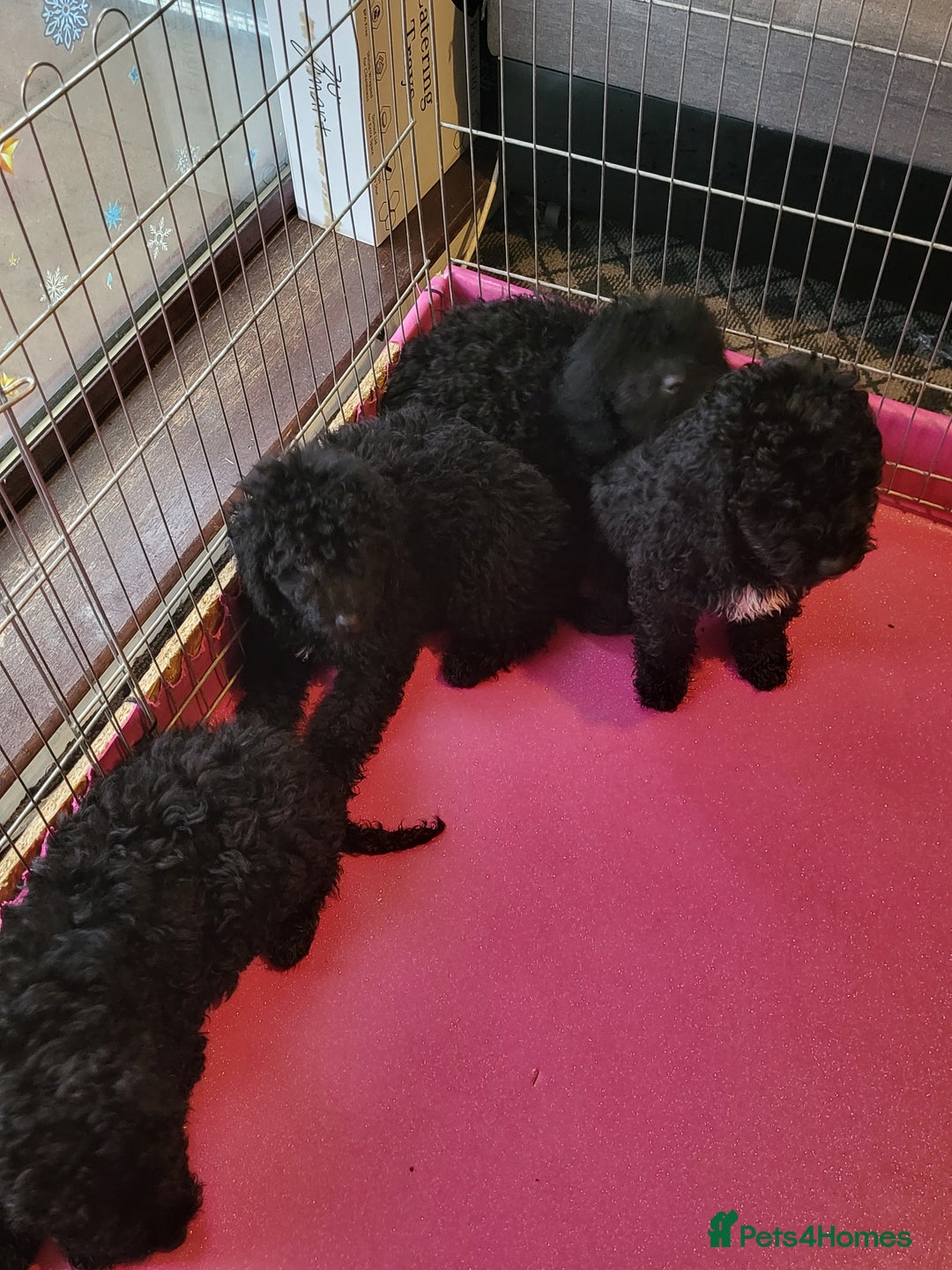 Miniature Poodle dogs for sale: For sale 4 gorgeous girls and 2 boys  - Advert 11