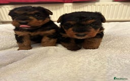 Welsh Terrier dogs for sale: Stunning Health Tested KC Reg Welshie Puppies - Advert 24