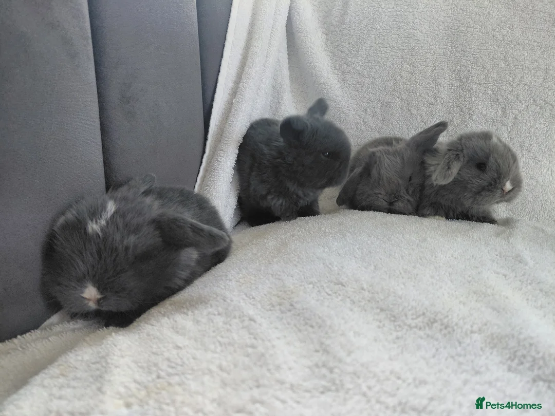 Mini Lop rabbits for sale: Gorgeous Baby Mini Lops for sale - Advert 7