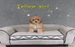 Cavachon dogs for sale: Cavapoochon puppies 🥰 - Image 9
