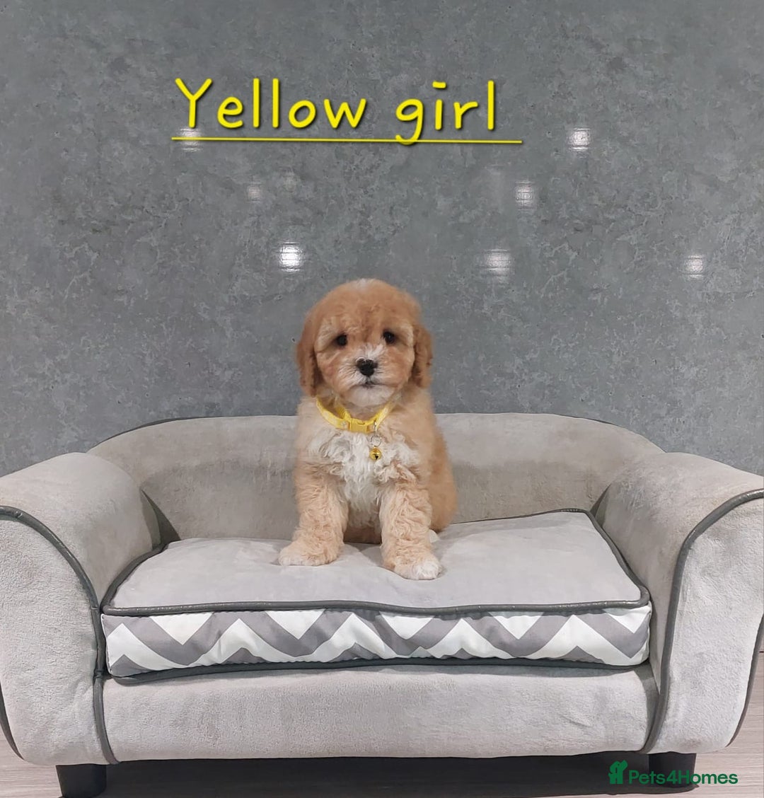 Cavachon dogs for sale: Cavapoochon puppies 🥰 - Image 9