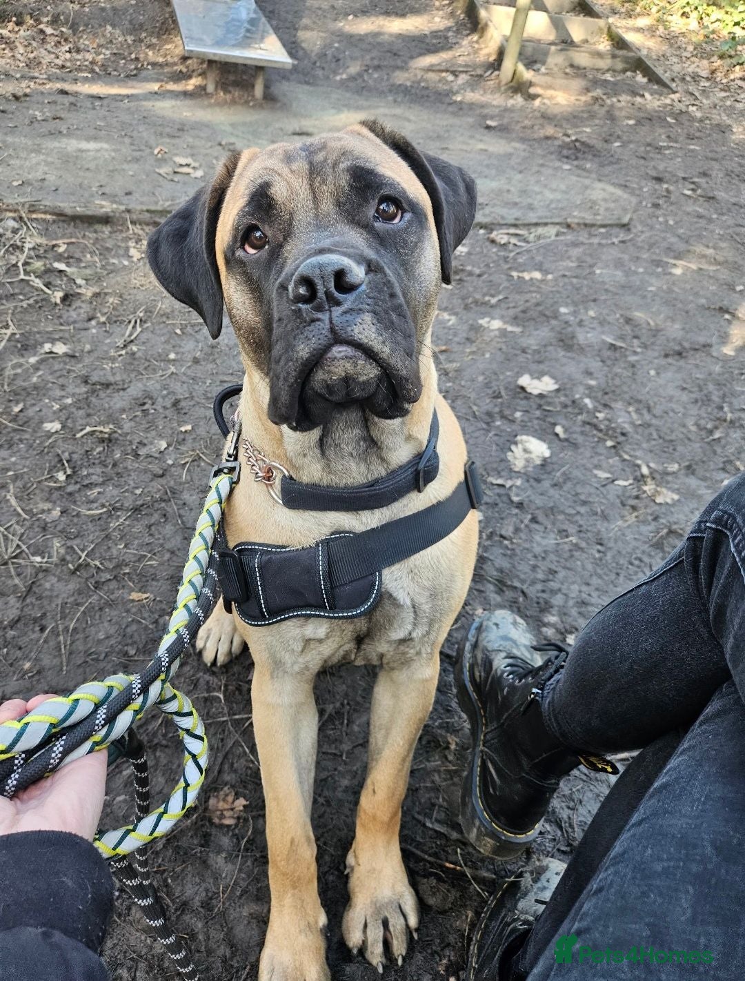 Bullmastiff dogs Female Bullmastiff  - Advert 2