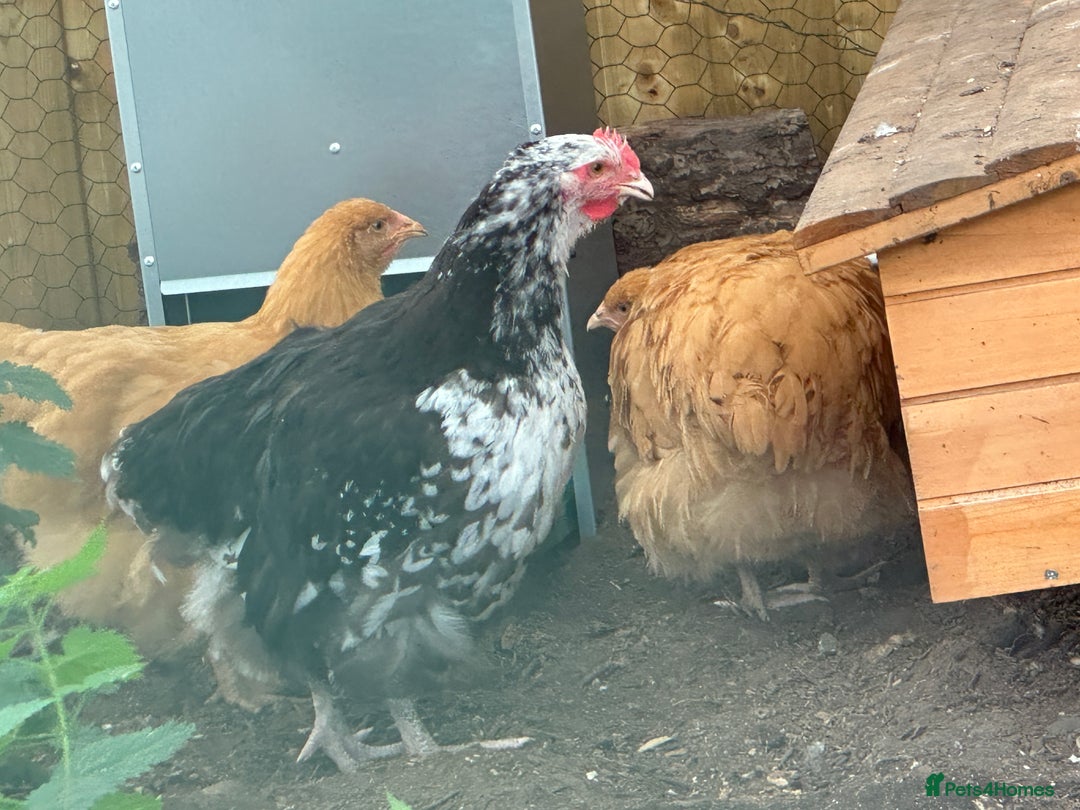Chickens poultry for sale: Orpington chickens available  - Image 3