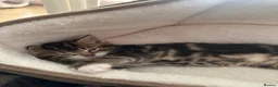 Mixed Breed cats for sale: Beautiful tabby kittens for sale - Advert 13