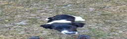 English Springer Spaniel dogs for sale: 10 month old springer bitch  - Advert 3
