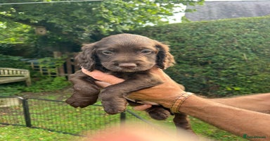 Cocker Spaniel dogs - Advert 11