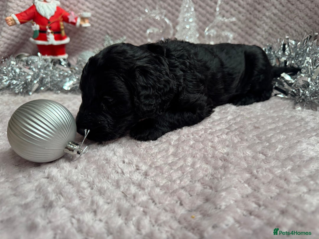 Labradoodle dogs for sale: Remaining boy Adorable Miniature Labradoodles left - Advert 22