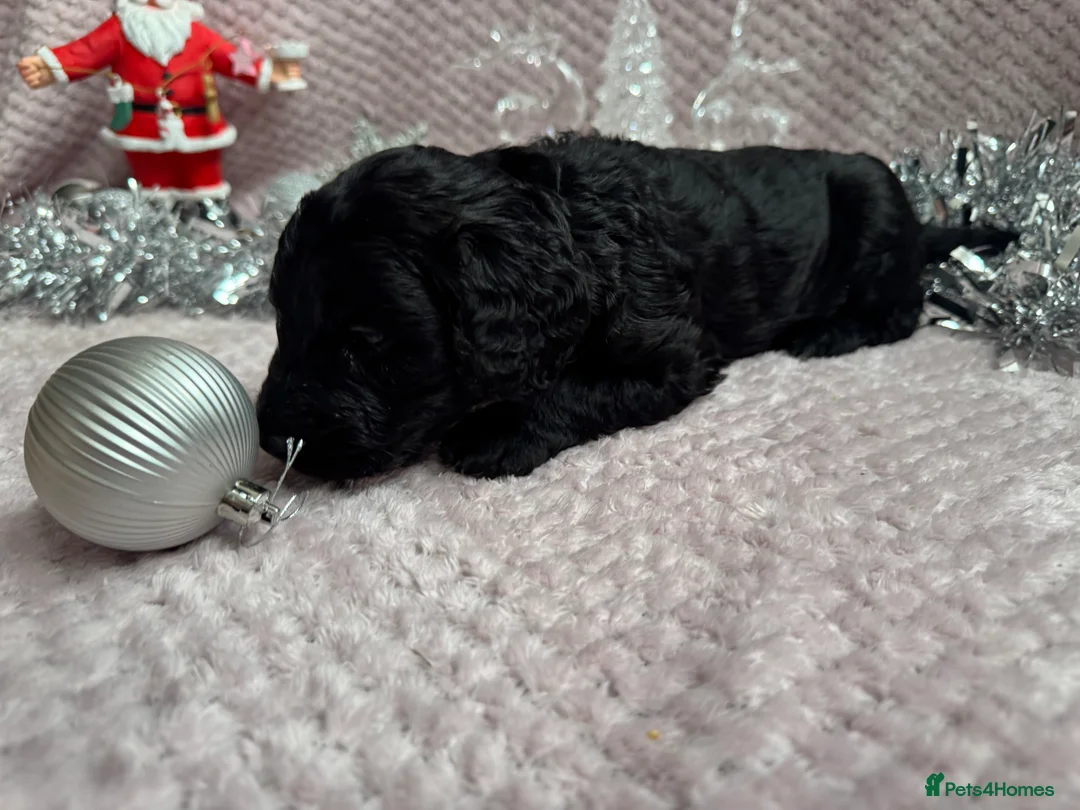 Labradoodle dogs for sale: Remaining boy Adorable Miniature Labradoodles left - Advert 22
