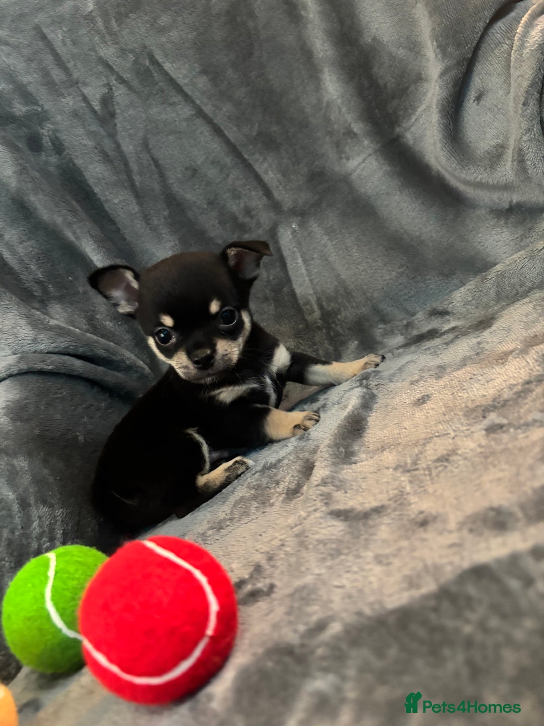 Chihuahua dogs for sale: Chihuahua puppy’s  - Image 1