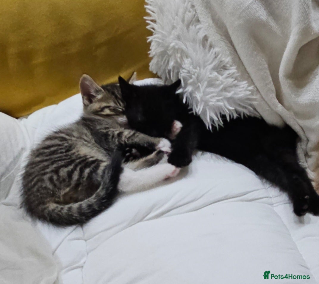 Mixed Breed cats Night Fury" last 3 Kittens Ready for new friends - Advert 10