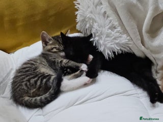 Mixed Breed cats Night Fury" last 3 Kittens Ready for new friends - Advert 10