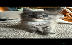 Maine Coon cats for sale: Tica registered Maine Coons from champion lines  - Image 16