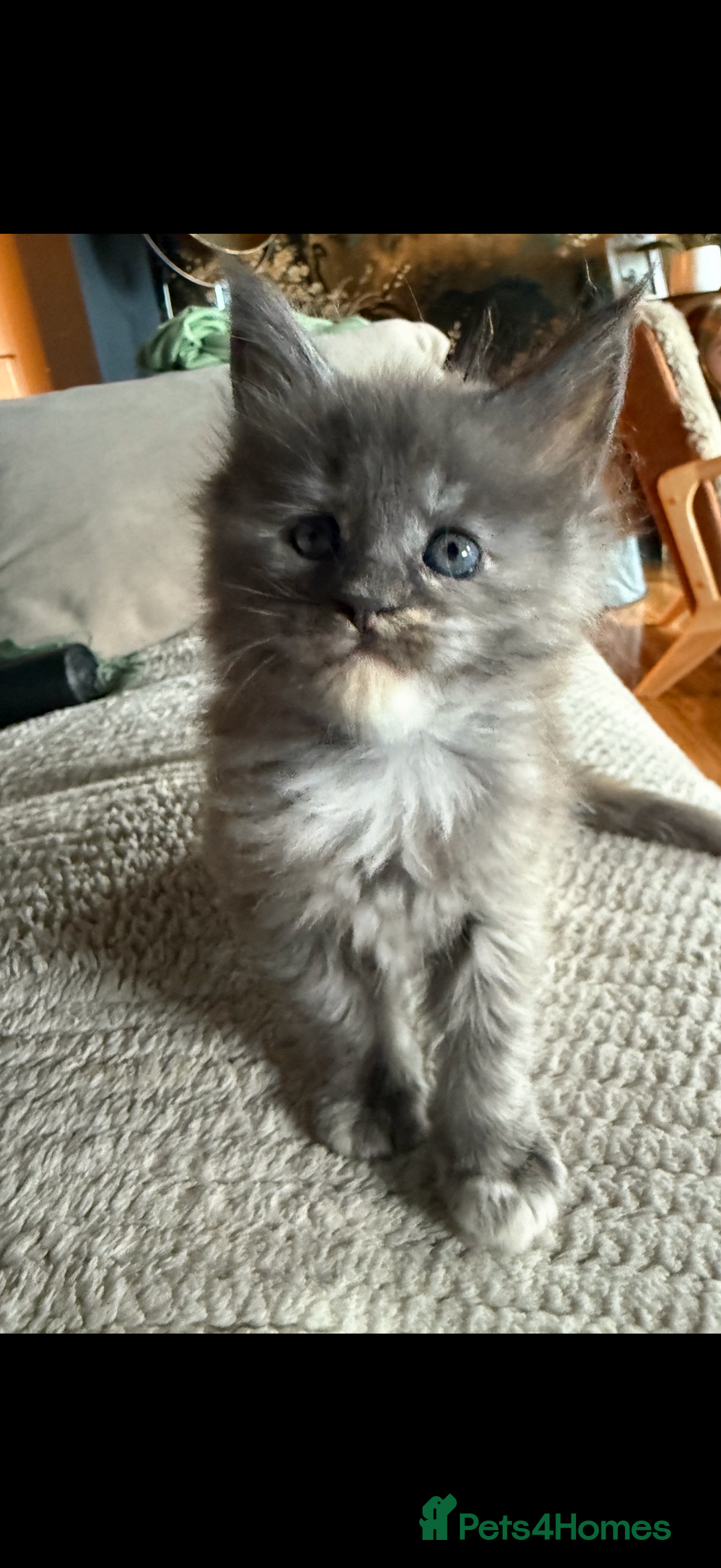 Maine Coon cats for sale: Tica registered Maine Coons from champion lines  - Image 16