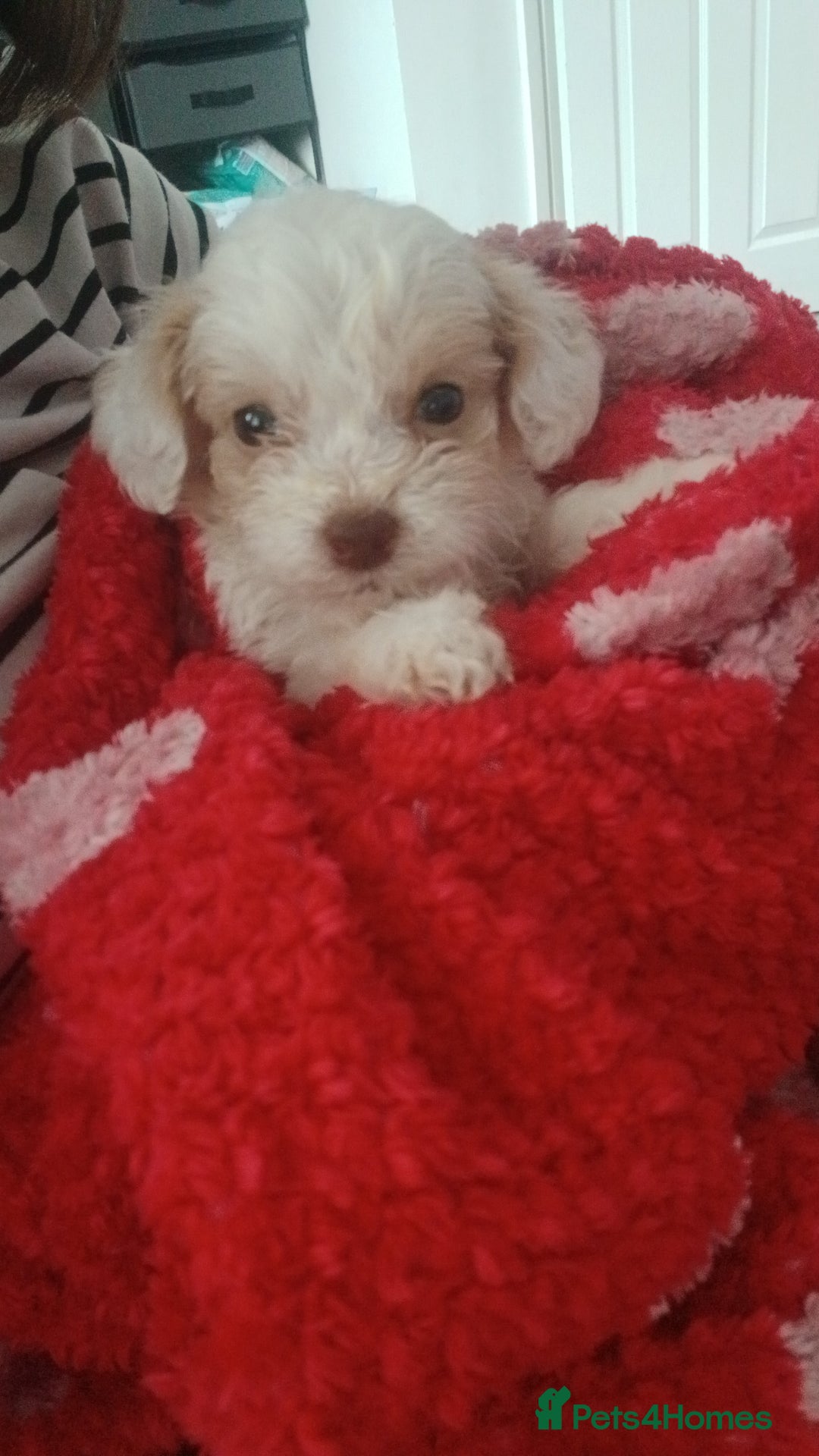 Mixed Breed dogs for sale: Springerpoo puppy  - Advert 24