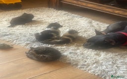 Mixed Breed cats for sale: READY NOW….Mainecoon cross Kittens (2 litters)  - Image 15