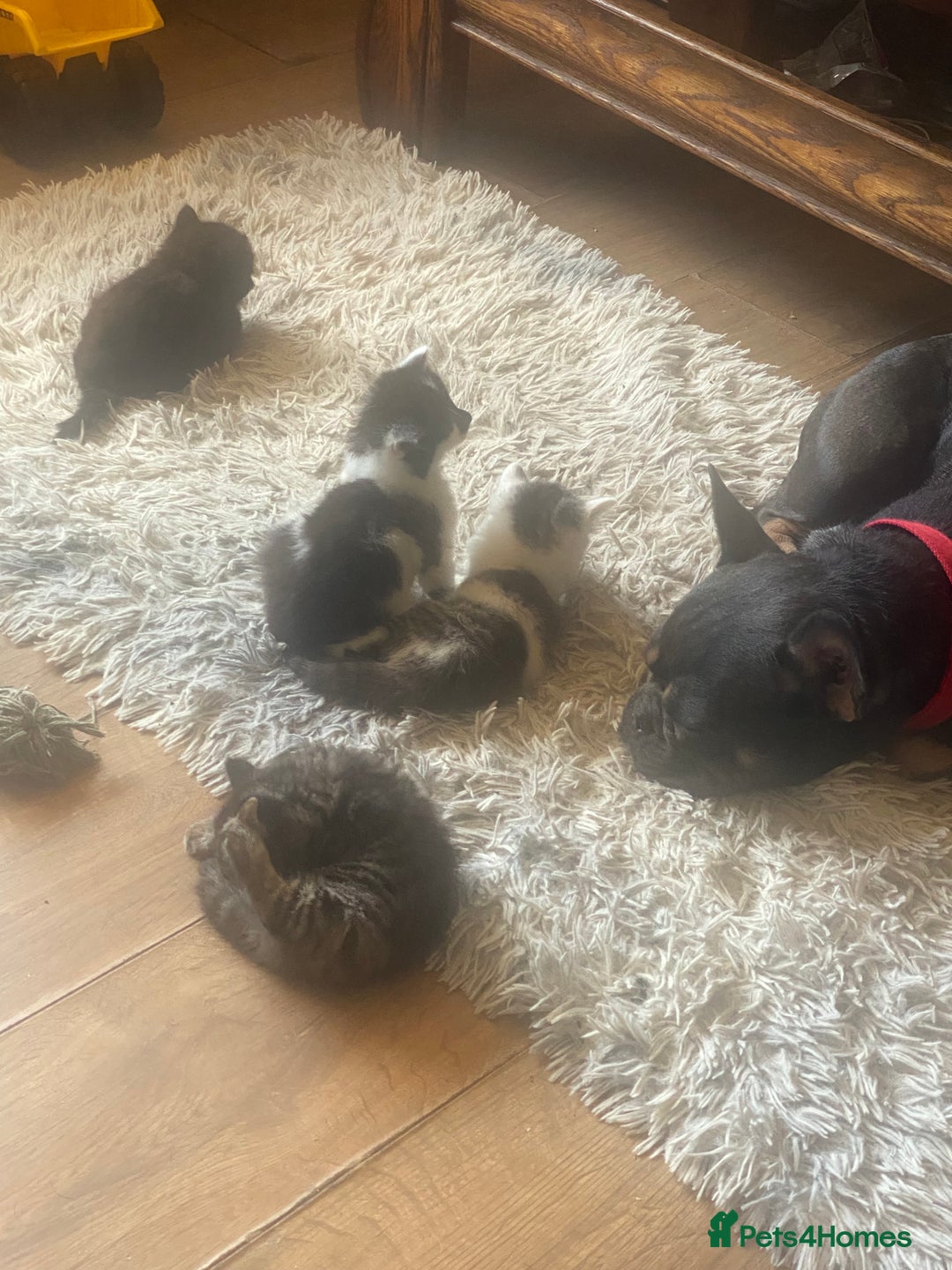 Mixed Breed cats for sale: READY NOW….Mainecoon cross Kittens (2 litters)  - Image 15