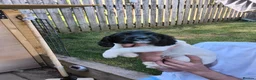 English Springer Spaniel dogs for sale: KC working springer spaniels - Advert 7