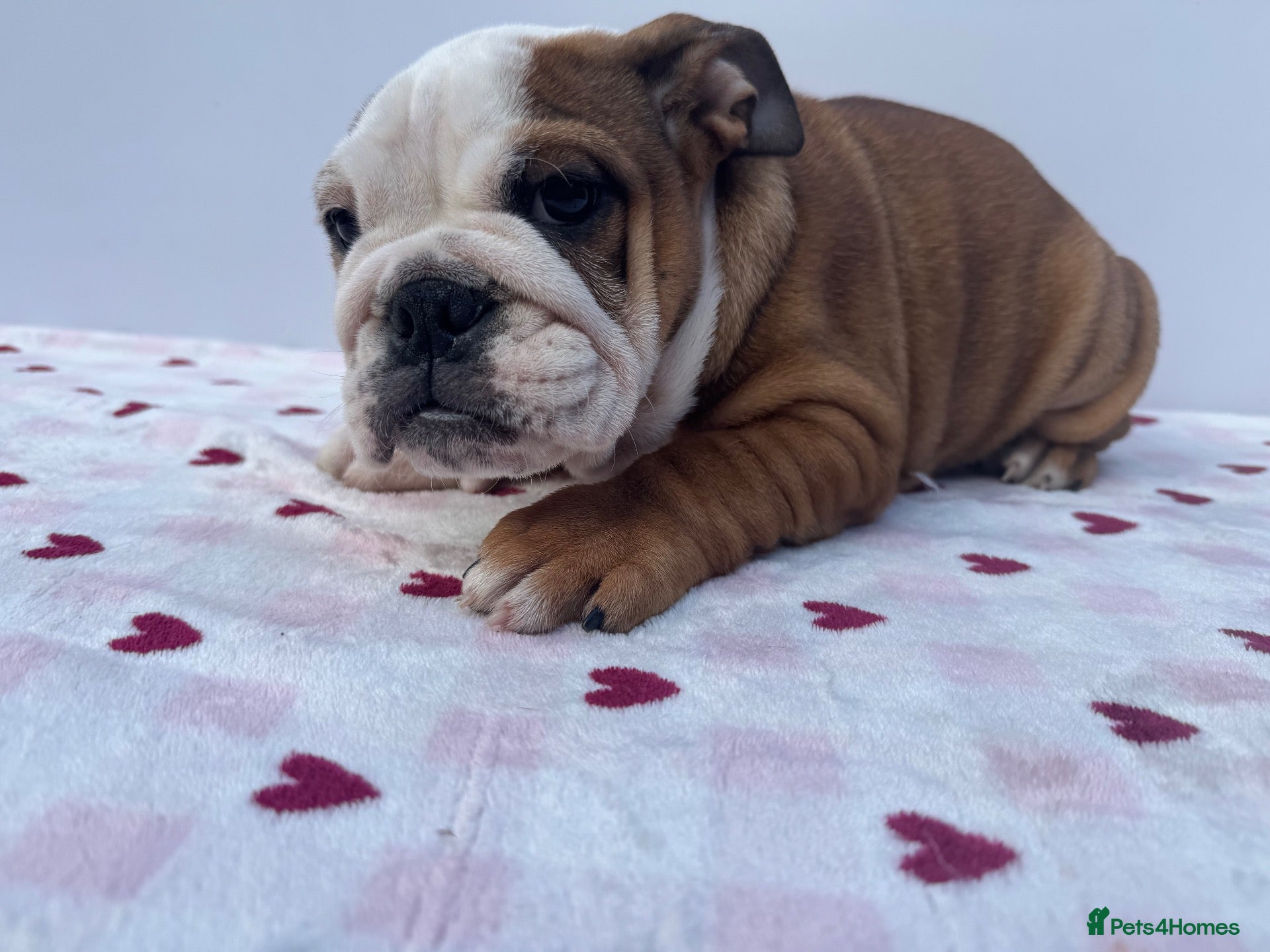 English Bulldog dogs Standard English Bulldog Puppies  - Advert 8