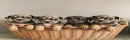 Olde English Bulldogge dogs for sale: Olde English Bullldogs  - Advert 3