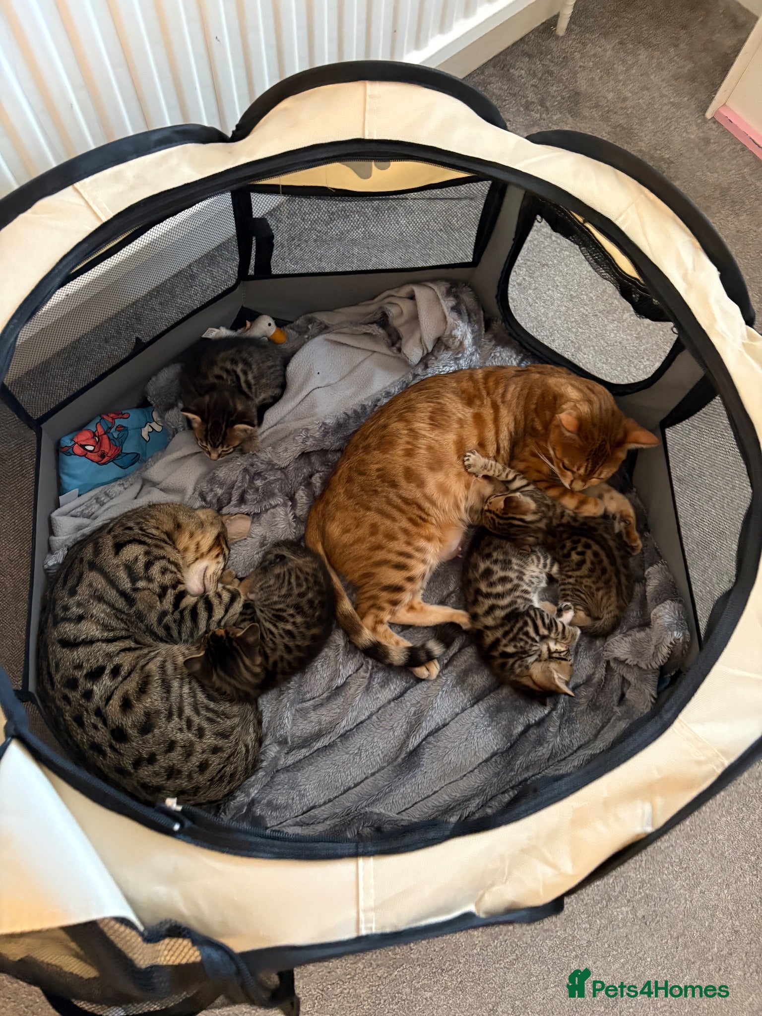 Bengal cats Bengal kittens for sale  - Advert 6