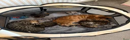 Bengal cats for sale: Bengal kittens for sale  - Advert 1