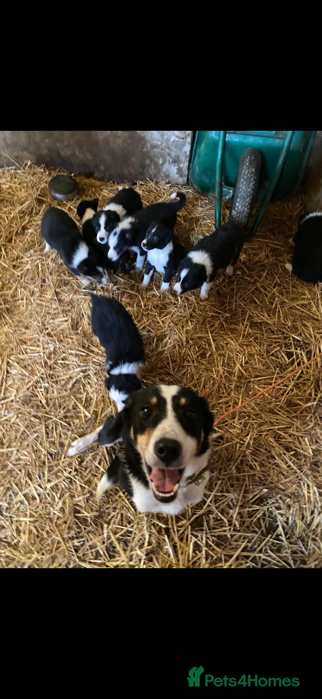 Border Collie dogs for sale: Farm bred, Tri coloured border collie puppies  - Advert 2