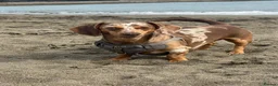 Dachshund dogs for sale: Beautiful dachshund puppies - Advert 2