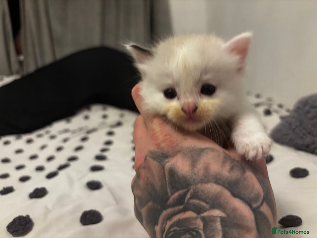 Ragdoll cats for sale: Ragdoll kittens  - Image 26