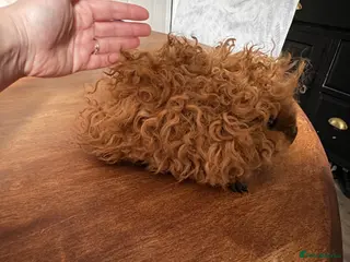 Guinea Pig rodents Cali marked Lunkarya boars - Advert 5