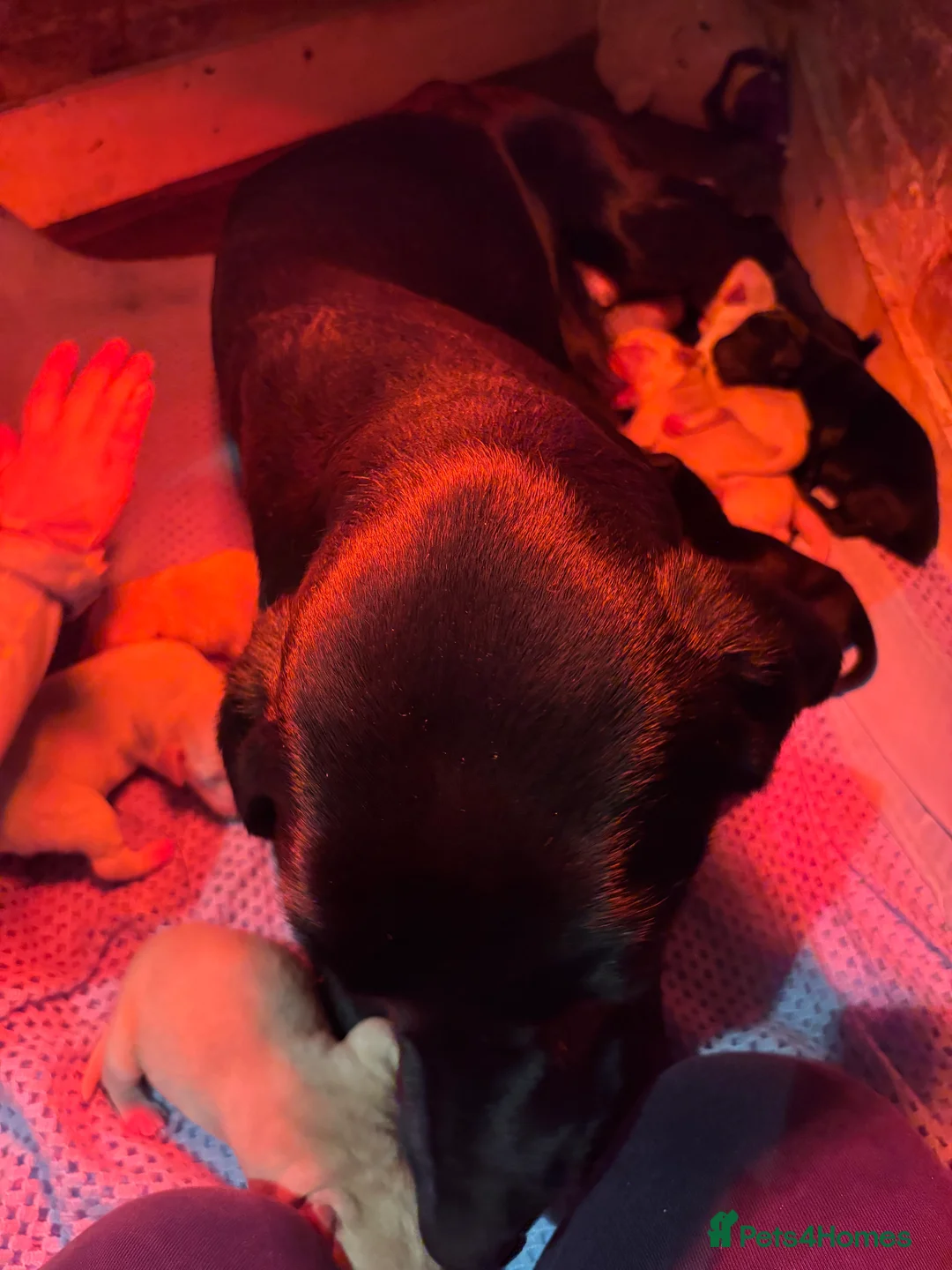 Labrador Retriever dogs for sale: Lovely Labrador litter  - Advert 2