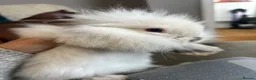 Mini Lop rabbits for sale: Beautiful friendly mini angora X mini lop babies   - Advert 6