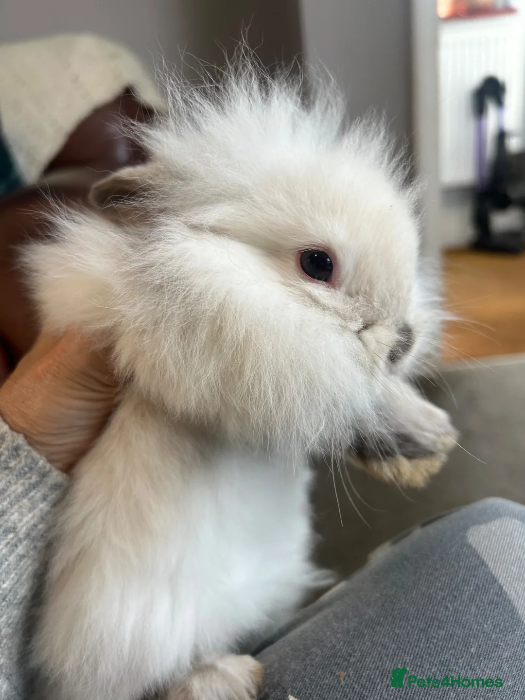 Mini Lop rabbits for sale: Beautiful friendly mini angora X mini lop babies   - Advert 6