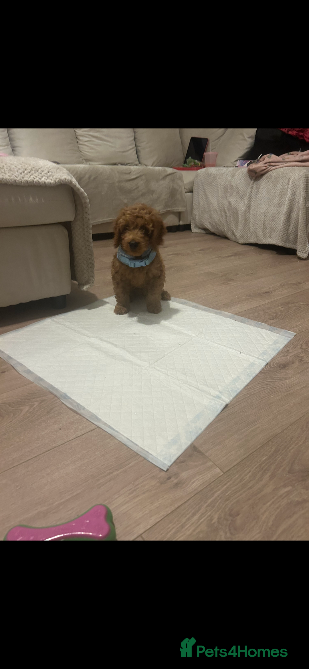 Cockapoo dogs for sale: Male cockapoo puppy 10 weeks old - Image 1