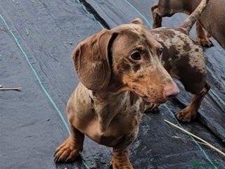 Dachshund dogs Beautiful boy looking for a forver home - Advert 12