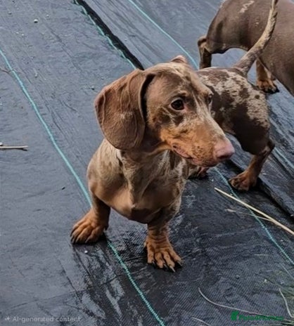 Dachshund dogs - Advert 1