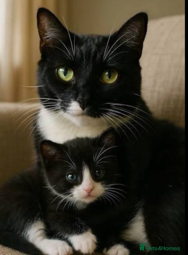 Siamese cats Kitten boy  - Advert 1