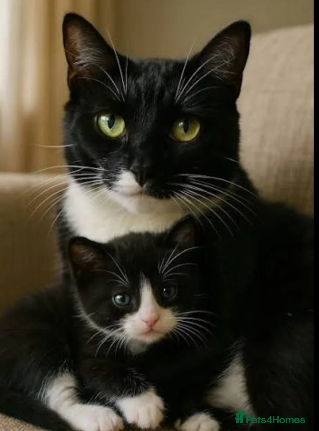 Siamese cats for sale: Kitten boy  - Advert 1