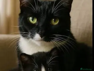 Siamese cats Kitten boy - Advert 1