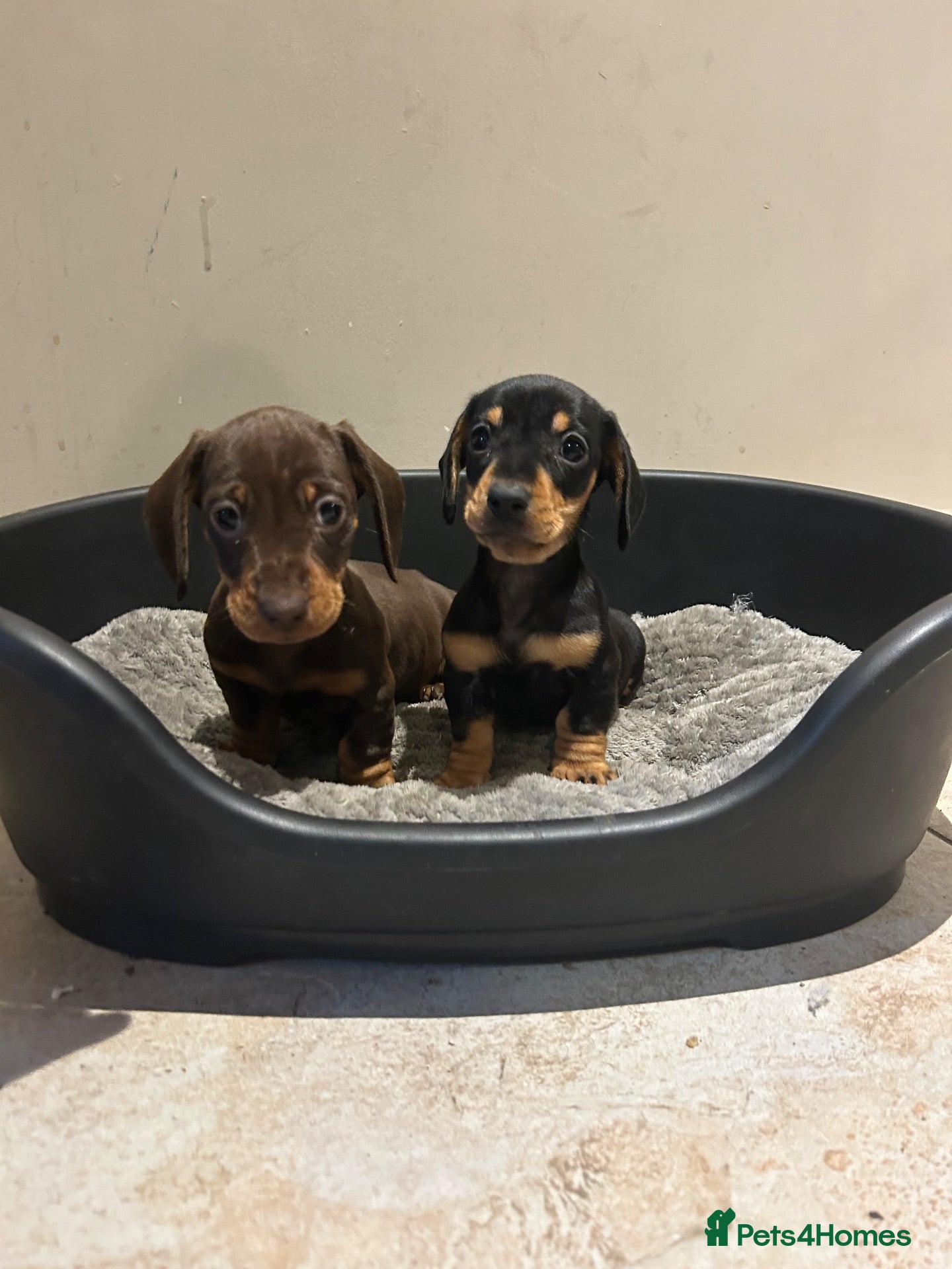 Miniature Dachshund dogs AVAILABLE THIS WEEKEND- Dachshund Puppies - Advert 1