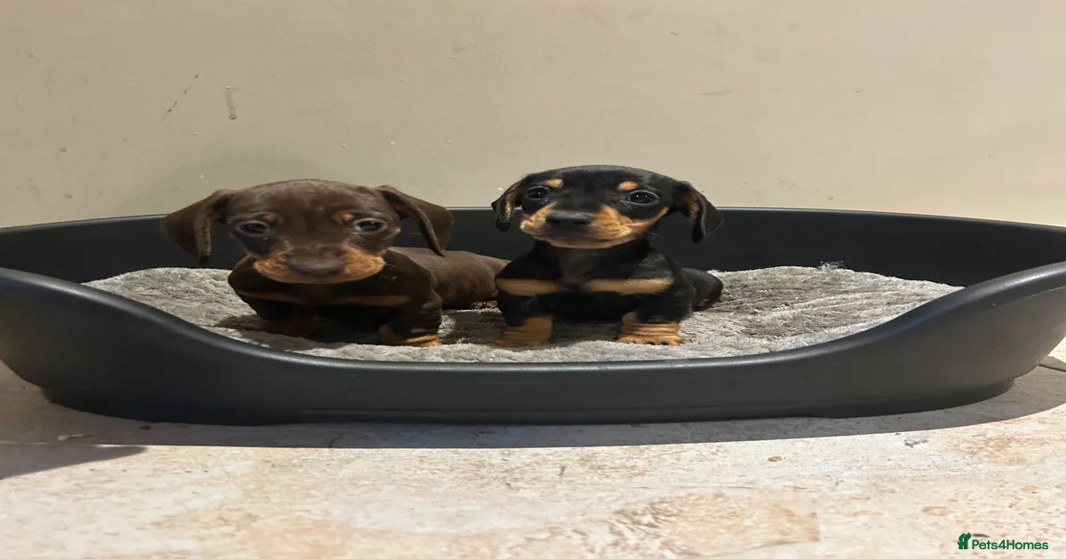 Micro mini Puppies for sale | Pets4Homes