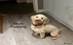 Cockapoo dogs for sale: Stunning,family raised cockapoos - Image 14
