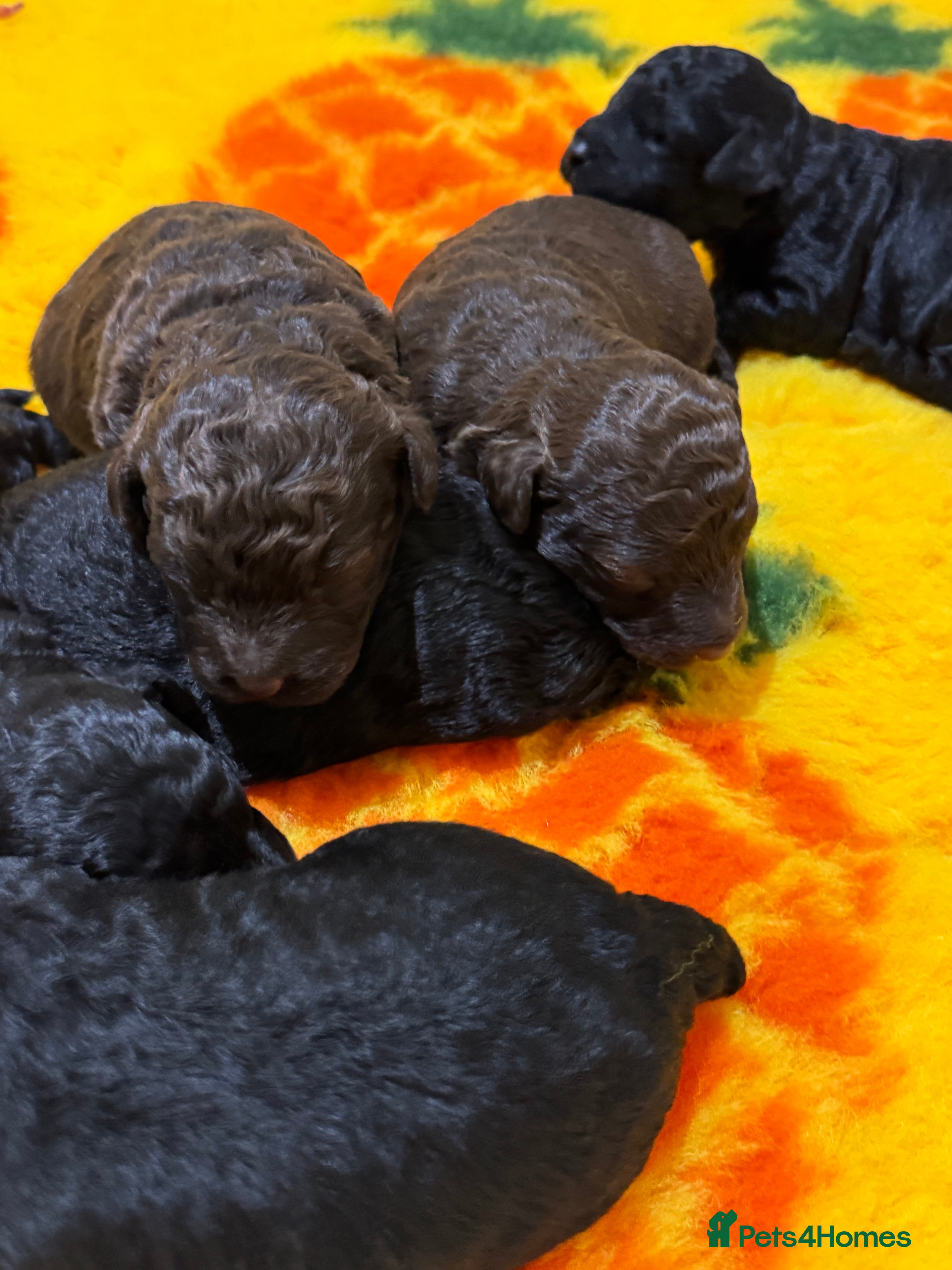 Aussiedoodle dogs Miniature Aussiedoodle Pups 🐾 ❤️ - Advert 1