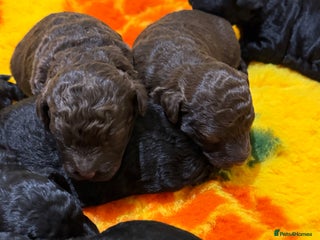 Aussiedoodle dogs Miniature Aussiedoodle Pups 🐾 ❤️ - Advert 5