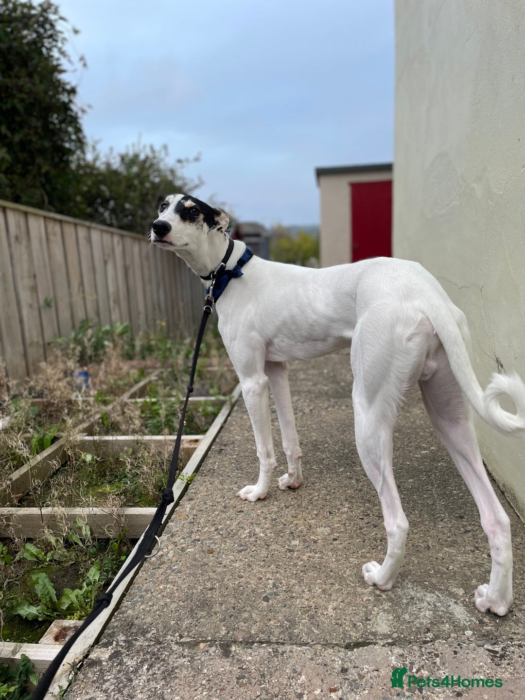 Mixed Breed dogs for sale: Flash  - Image 2