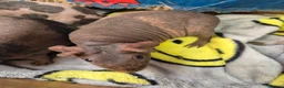 Guinea Pig rodents for sale: Baby Female Skinny Pigs For Sale  - Advert 12