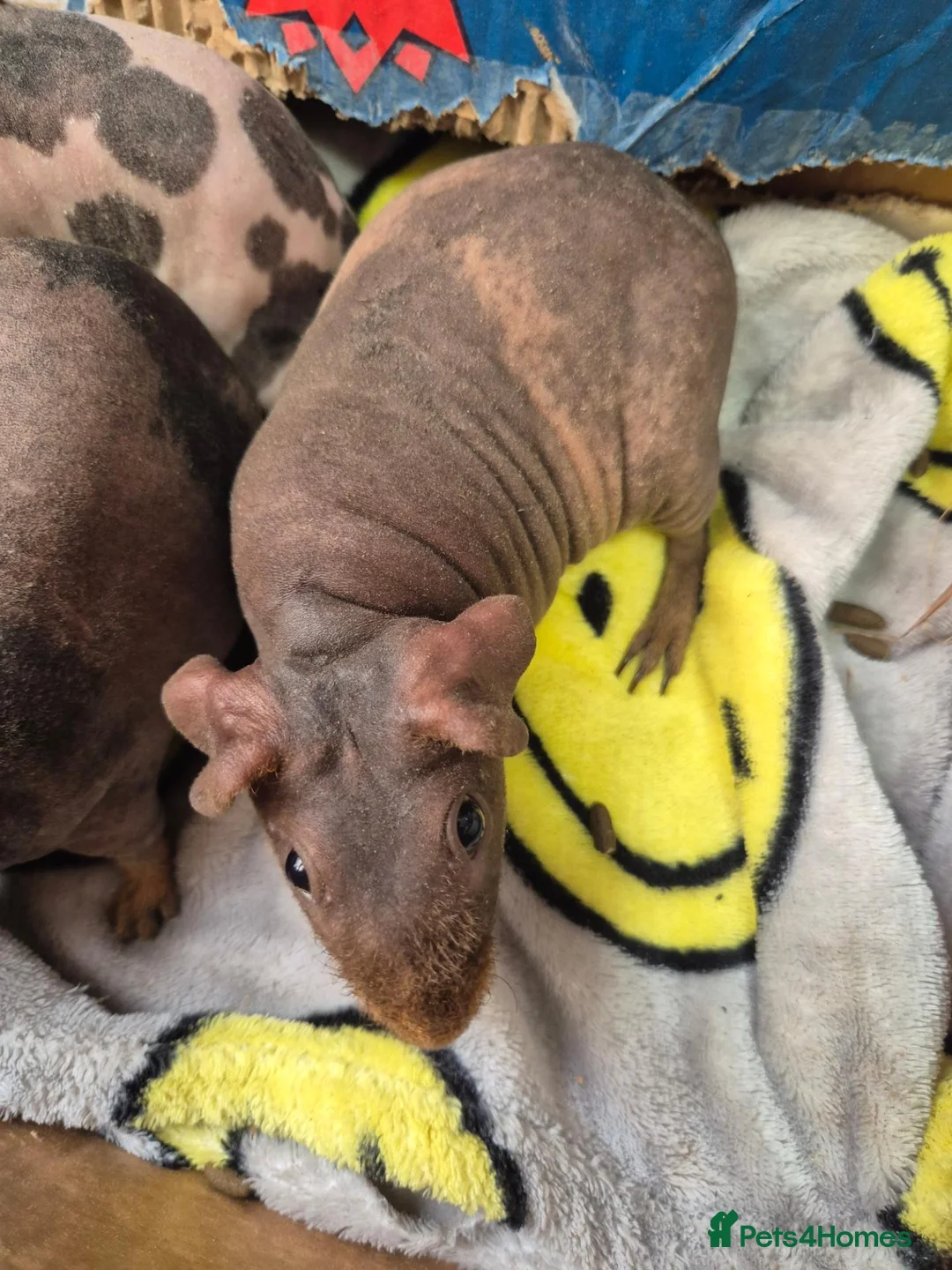 Guinea Pig rodents for sale: Baby Female Skinny Pigs For Sale  - Advert 12