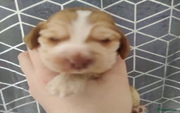 Cocker Spaniel dogs for sale: Show Type Cocker Spaniels Health Tested Parents  - Image 34