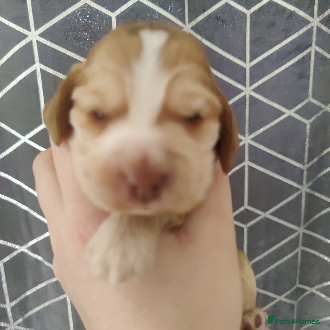 Cocker Spaniel dogs for sale: Show Type Cocker Spaniels Health Tested Parents  - Image 34